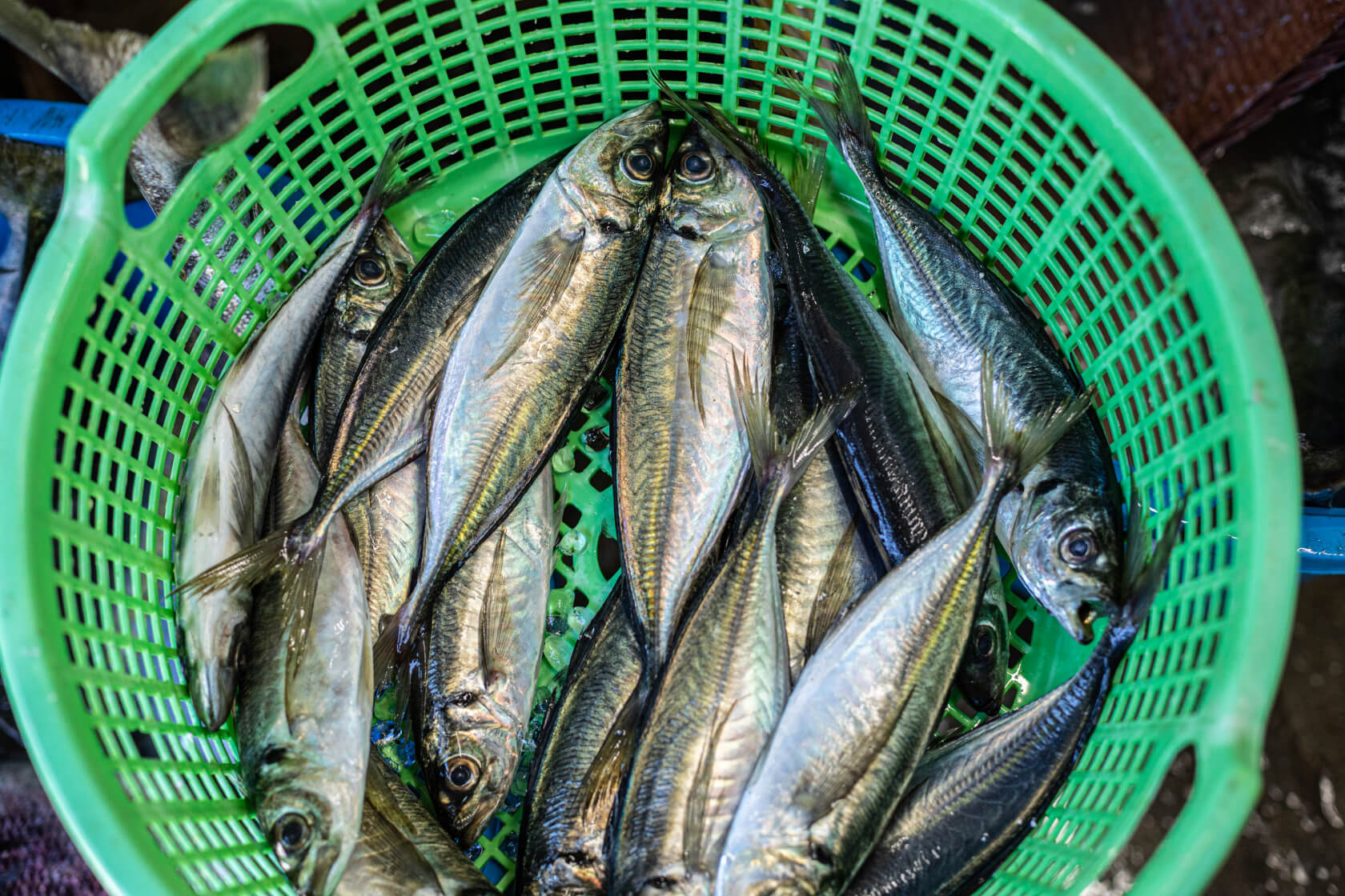 カゴに入っている美味しそうなサバ